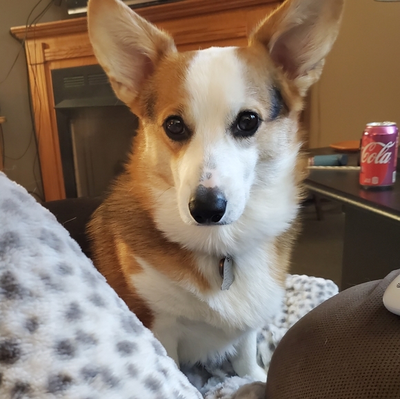 Meet your Posher, Sara - Picture 3 of 3